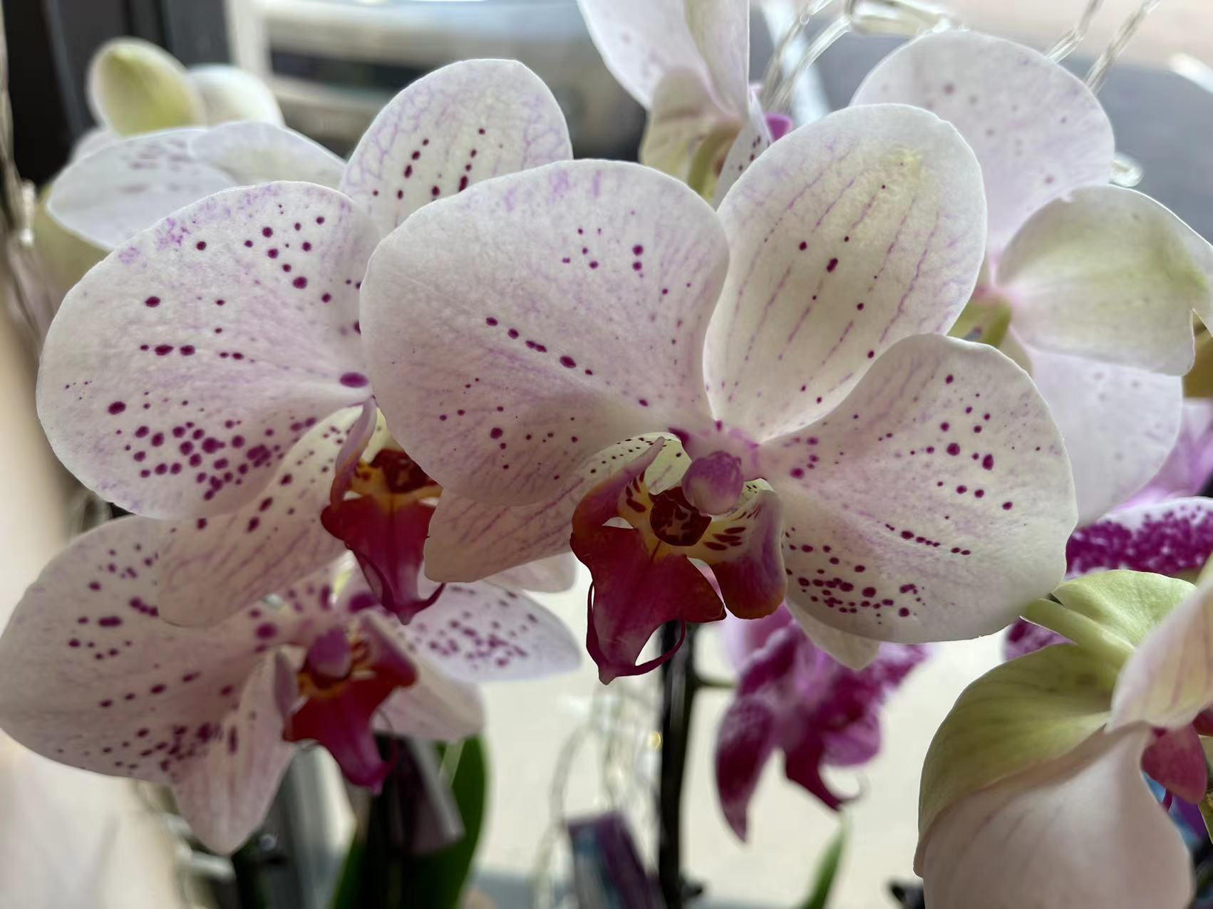 Lizhi Health Spa gallery image